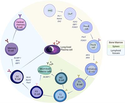 Hormones and B-cell development in health and autoimmunity